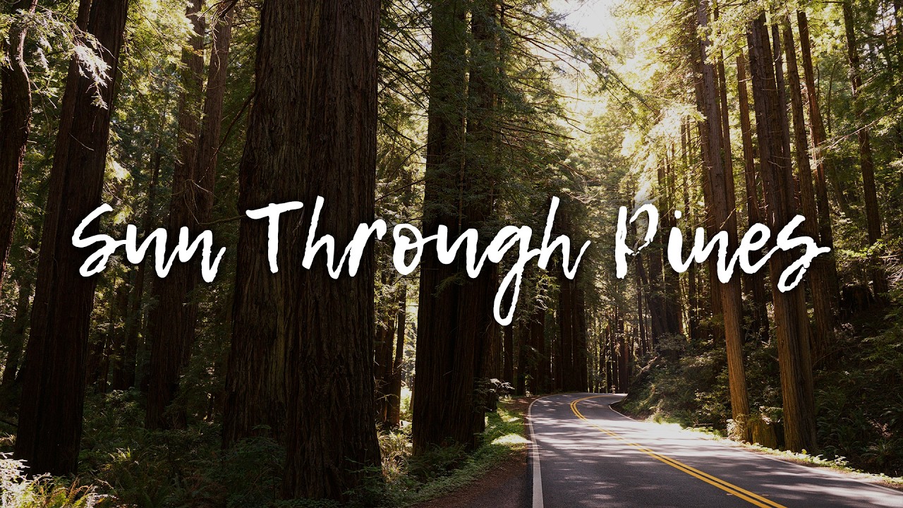 Sun Through Pines | Relaxing Indie Folk