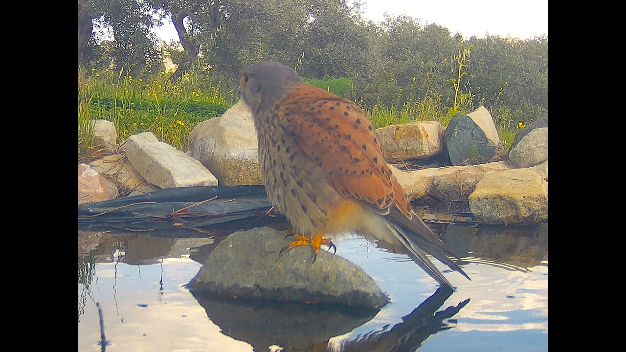 Common Kestrel - Βραχοκιρκίνεζο - κιρκινέζι - Κίτσης