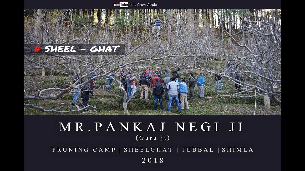 2018 | Mr. Pankaj Negi ji | Pruning Camp | Sheel-Ghat | Jubbal  | Shimla