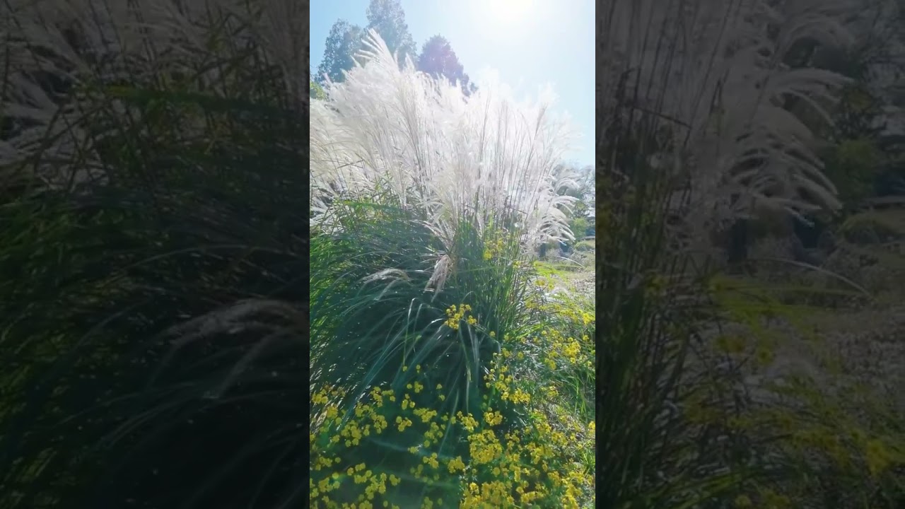 玲珑芒 Miscanthus sinensis 'Ferner Osten'