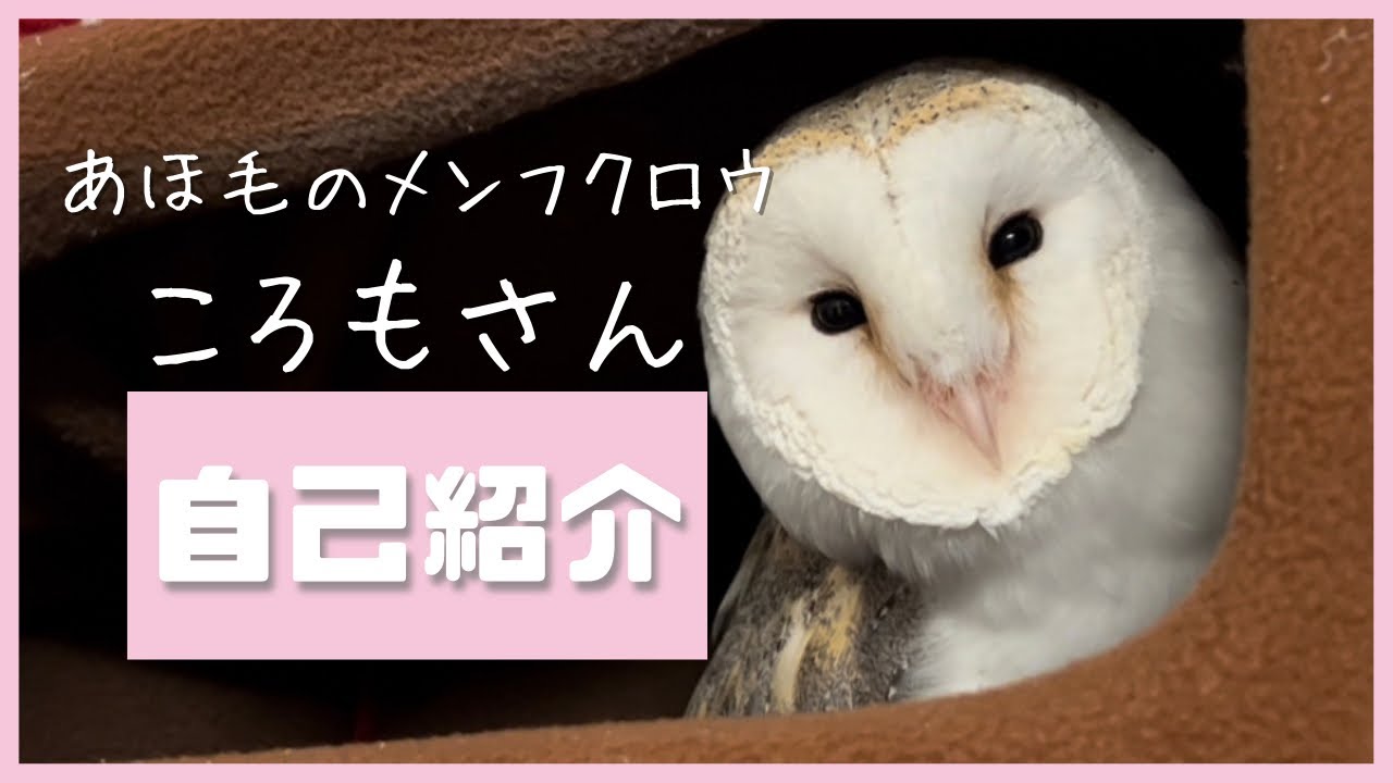 【メンフクロウのころも】YouTube始めました！