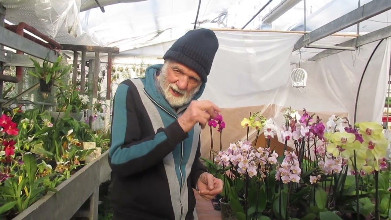 -bagnare e concimare le orchidee e la qualità dell'acqua video n° 2