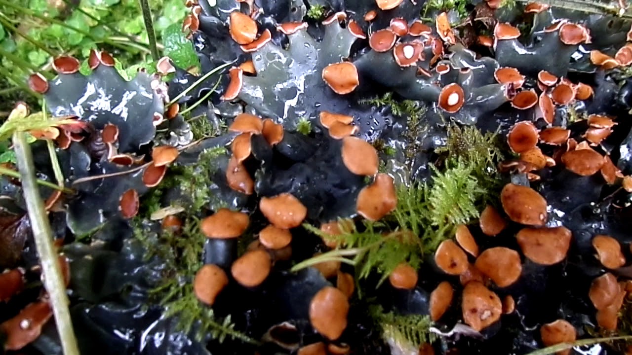 'Flowering' Dog Lichens (Peltigera membranacea)