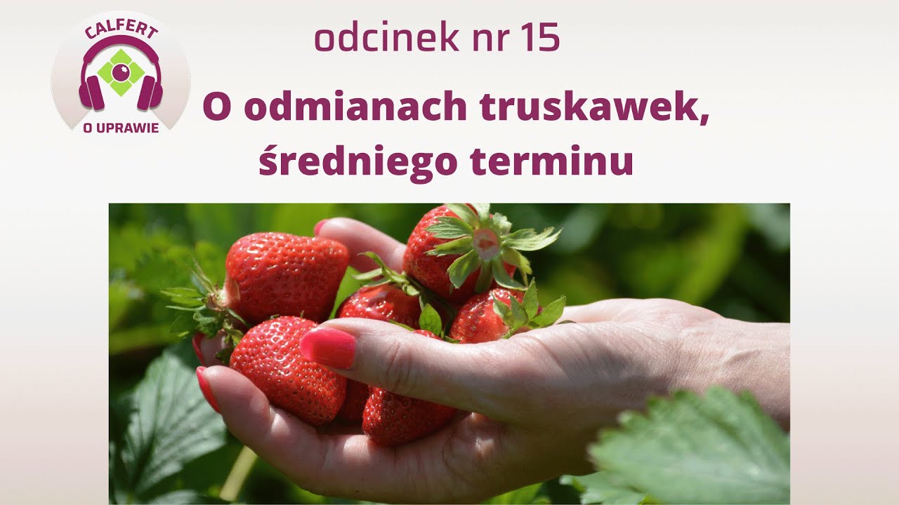 15. O średnich odmianach truskawek