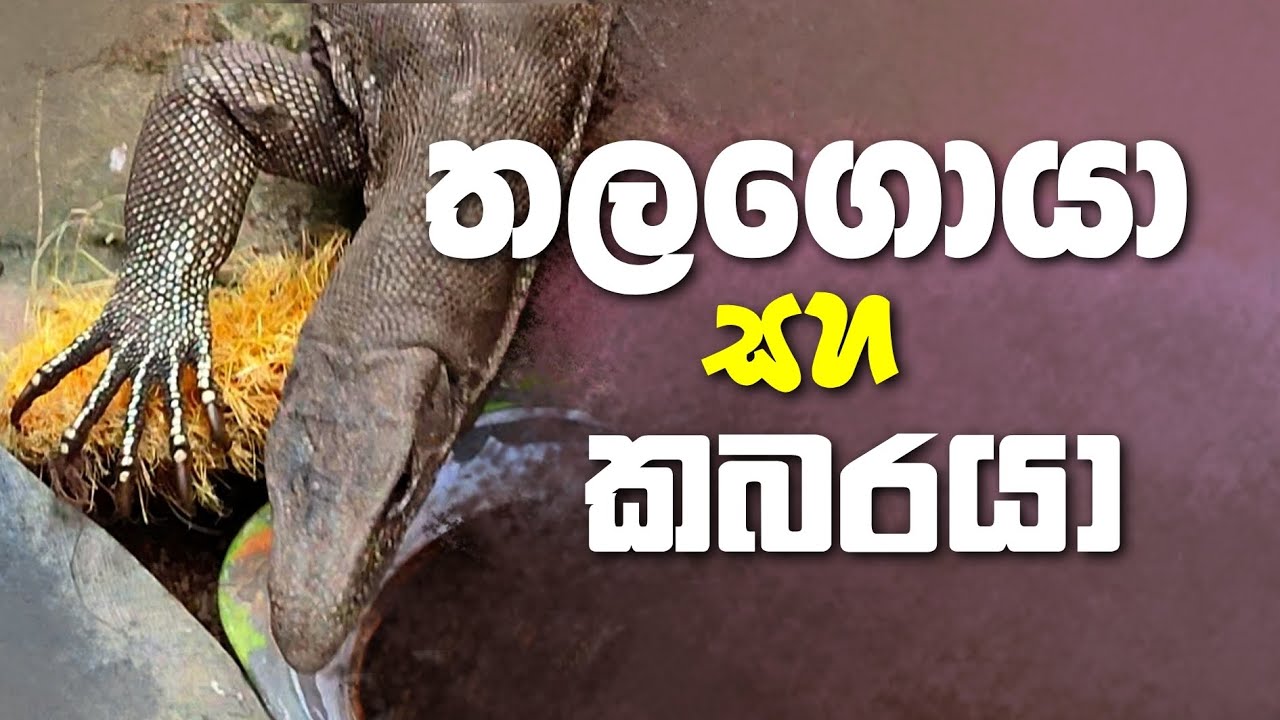 තලගොයා සහ කබරයා | Land monitor and water monitor | රූසෝ | @RuusoOfficial