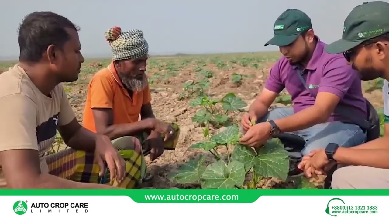 কুমড়া ফসলে মোজাইক ভাইরাস, সাদা মাছি, থ্রিপস পোকার আক্রমণের সমাধান পদ্ধতি -অটো ক্রপ কেয়ার লিমিটেড