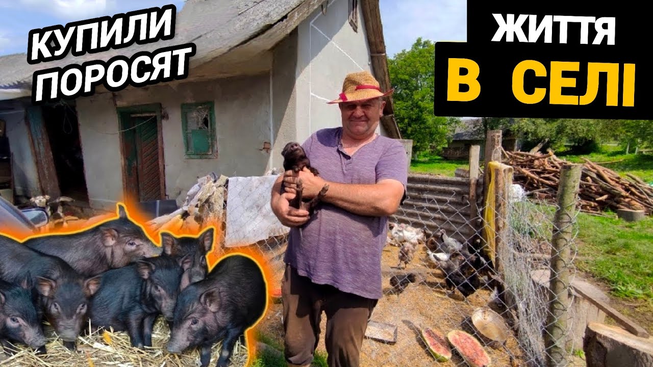 Справжнє життя в селі 🇺🇦 Купили собі поросят. Наше господарство