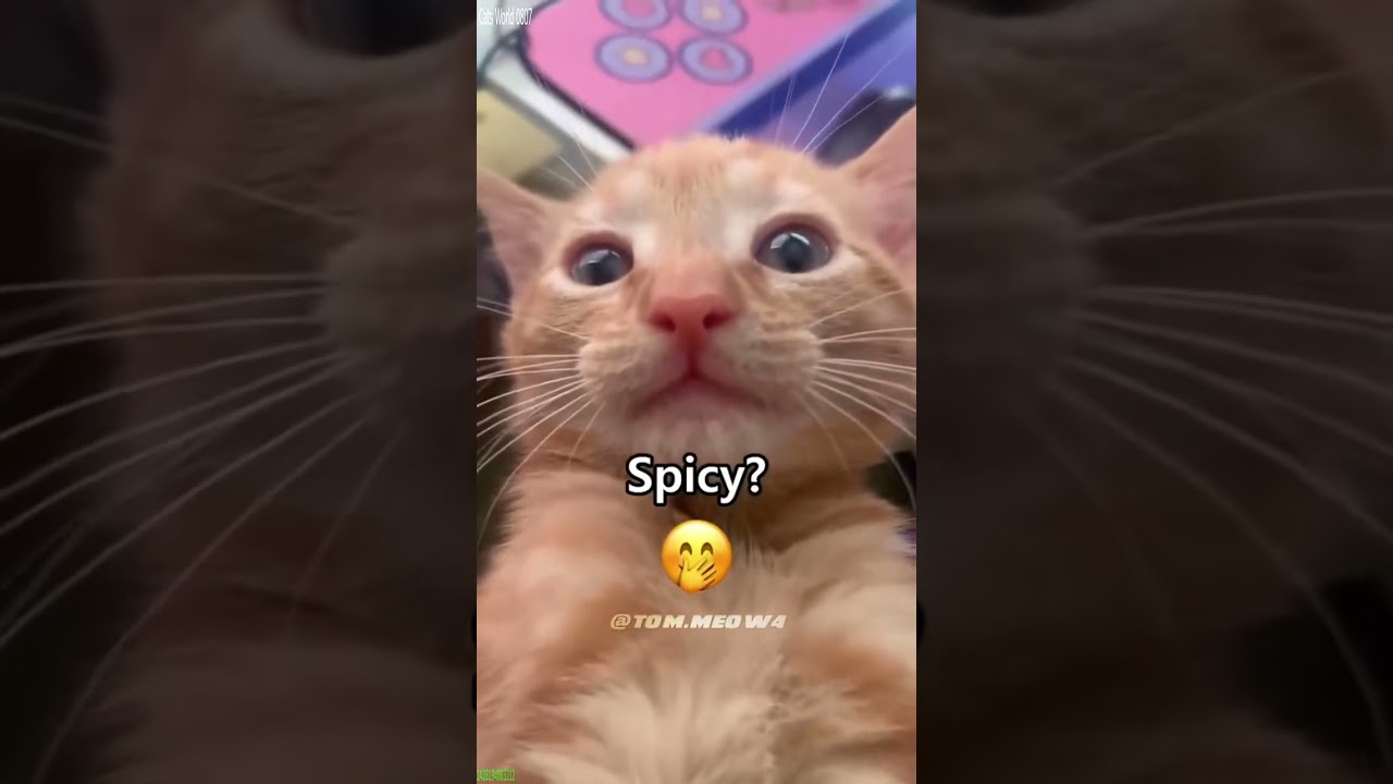 Cute Kittens 😻 kitten meowing crying 🐱 # Part 8978
