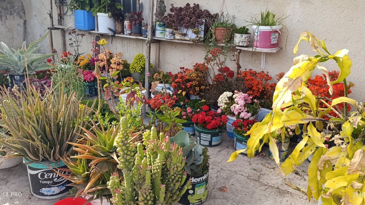 Kalanşolarıma bit düşmüş