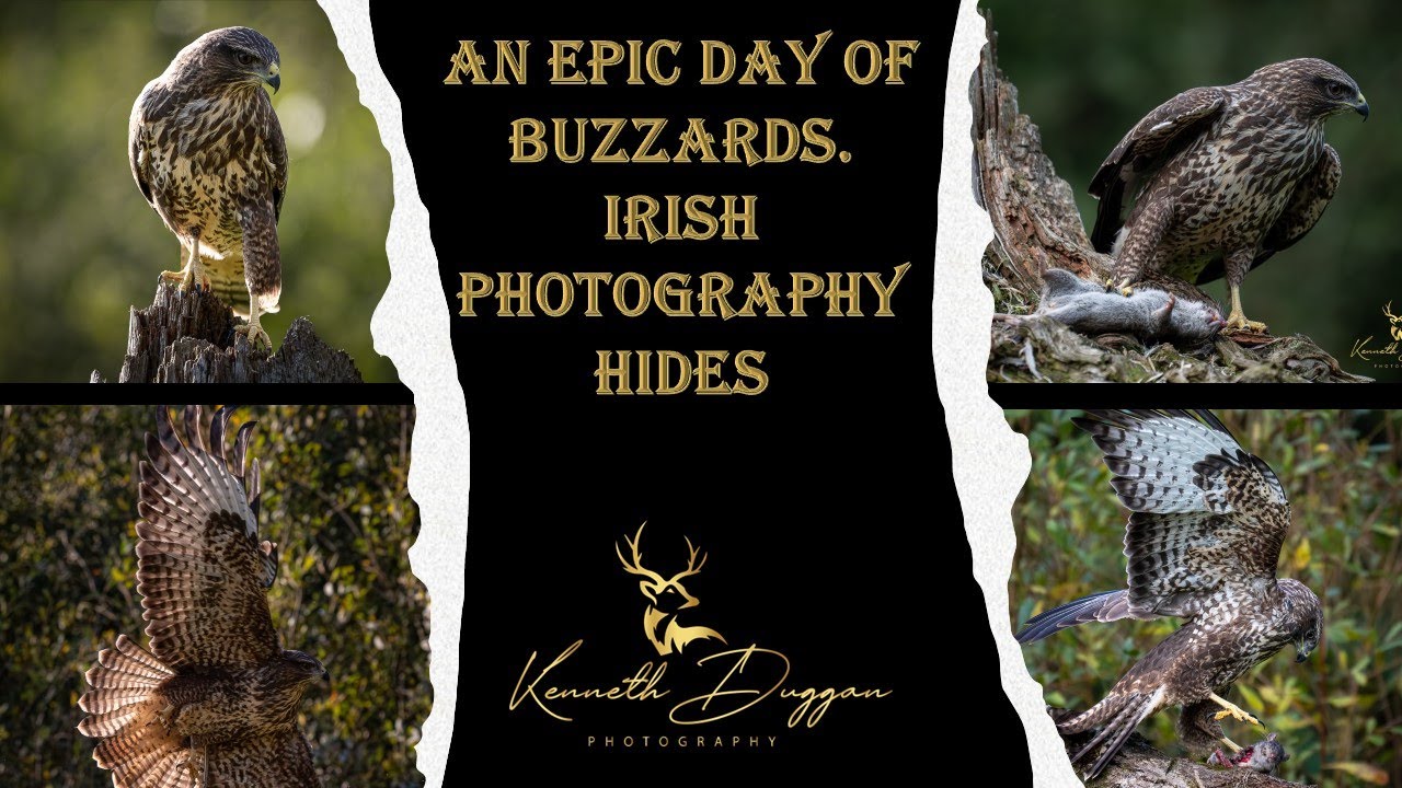 Irish wild life and Nature. Buzzards at Irish Photography Hides.