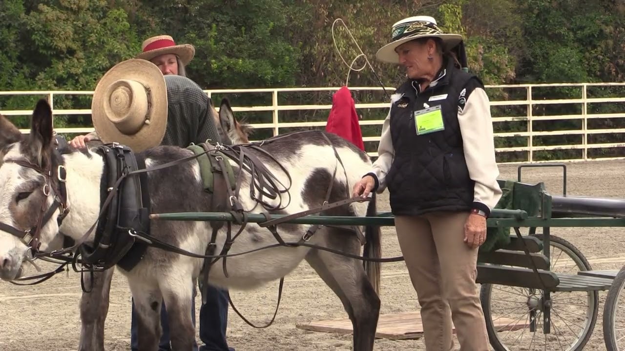 Hitching with Trish Demers Donkey driving