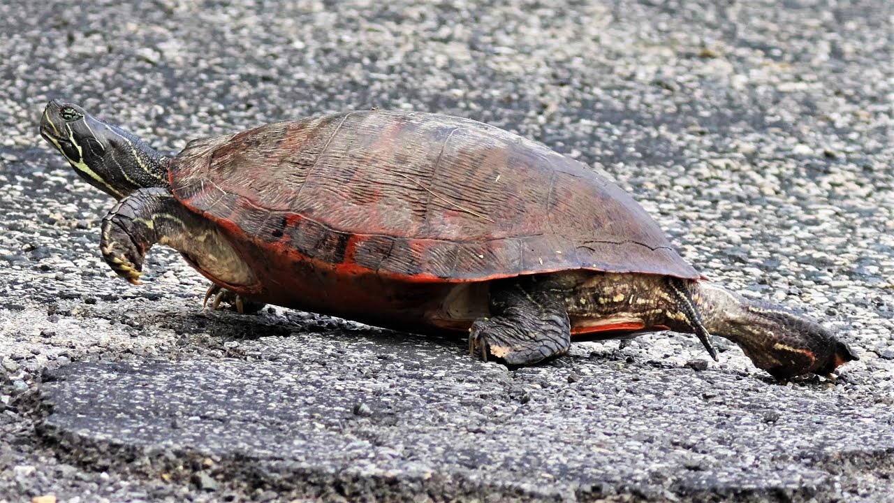 Northern Red-Bellied Turtle on the Move!