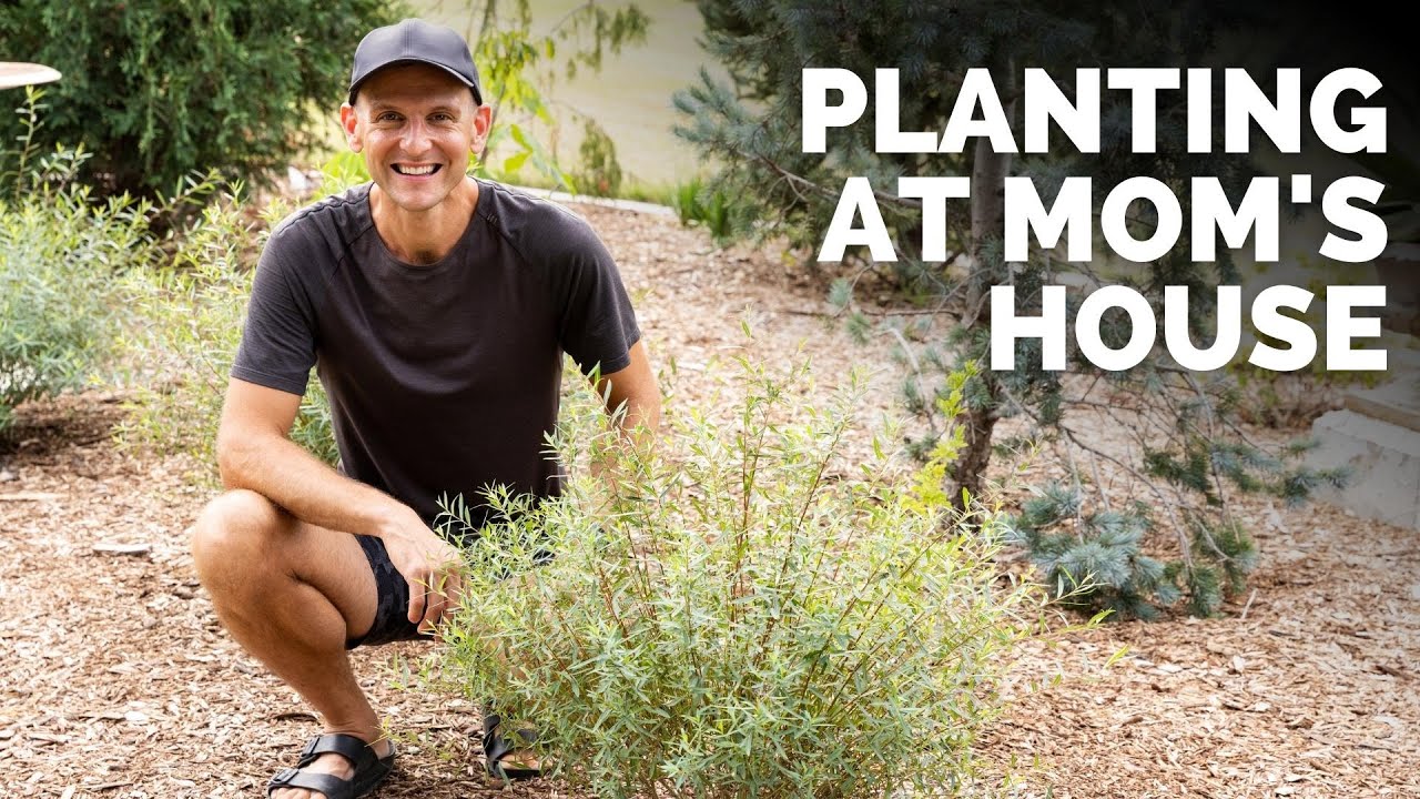 Planting Three Willows and New Perennials at Mom's House | Gardening with Wyse Guide