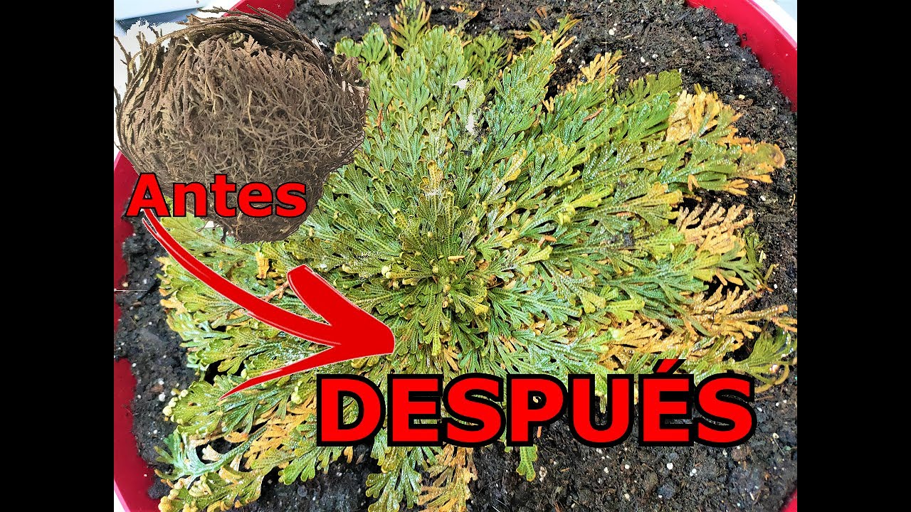 TODO sobre la ROSA DE JERICÓ CUIDADOS, CULTIVO, TRASPLANTE, UBICACIÓN, EVOLUCIÓN
