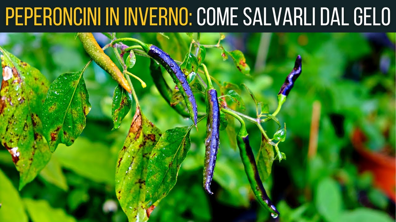 5 trucchi per salvare i peperoncini🌶 dal gelo❄️ | Food Stories