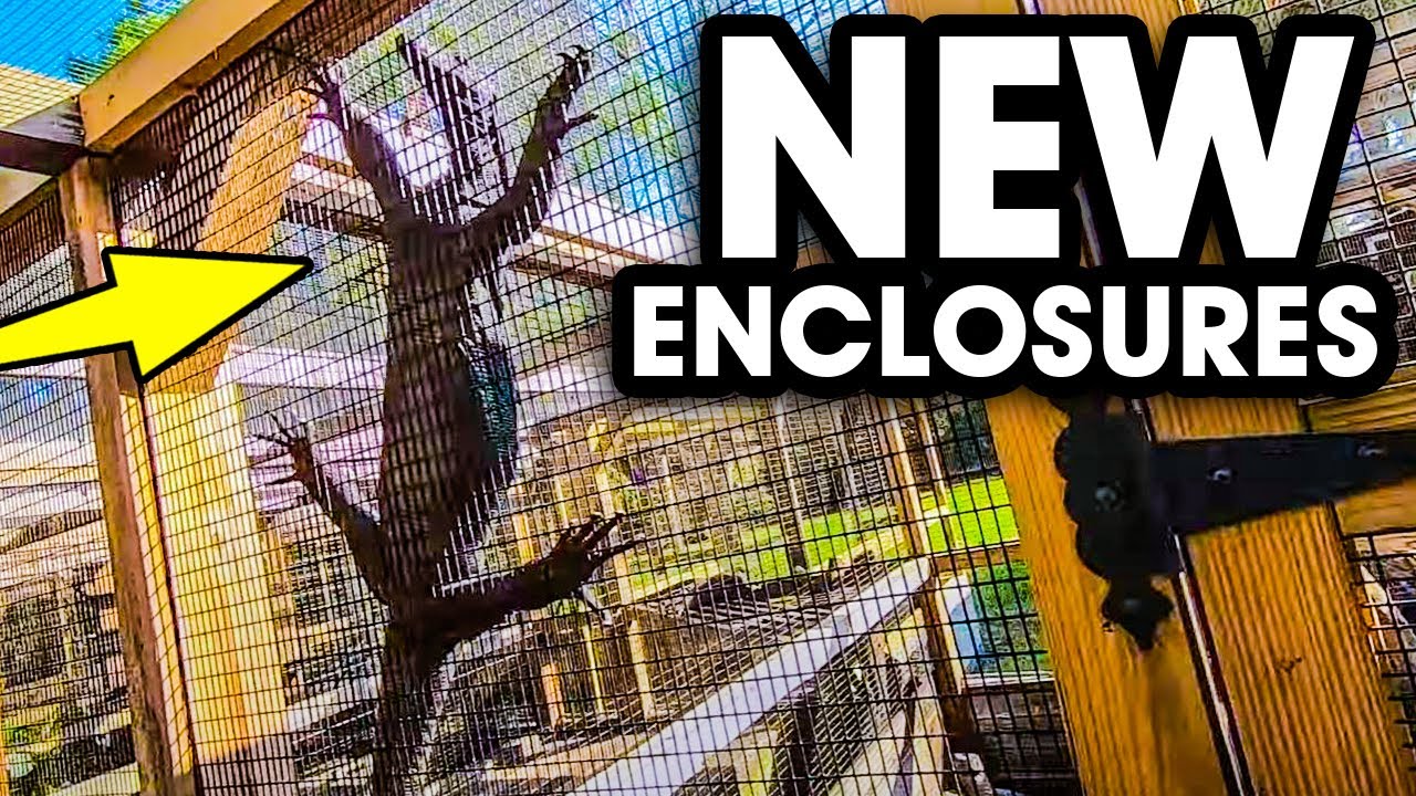 Building New Enclosures and Black Throat Monitors