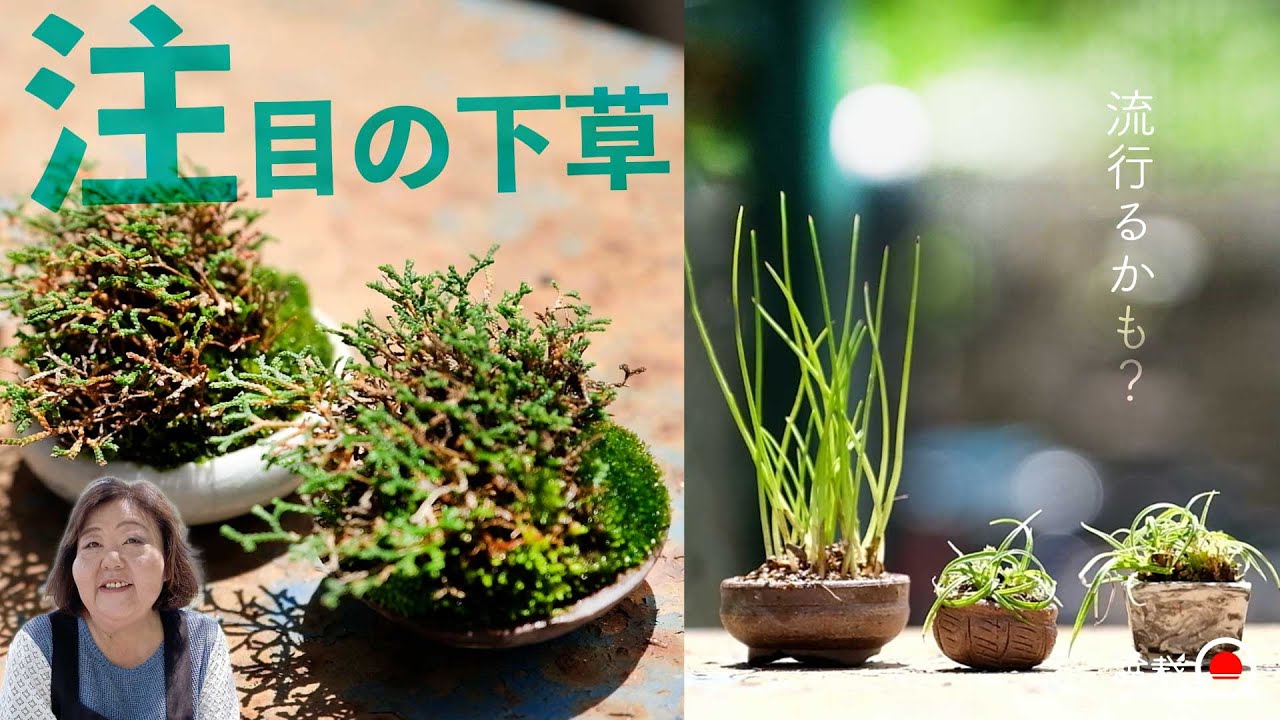 【下草】 次に流行りそうな草もの盆栽をご紹介。【盆栽Q】