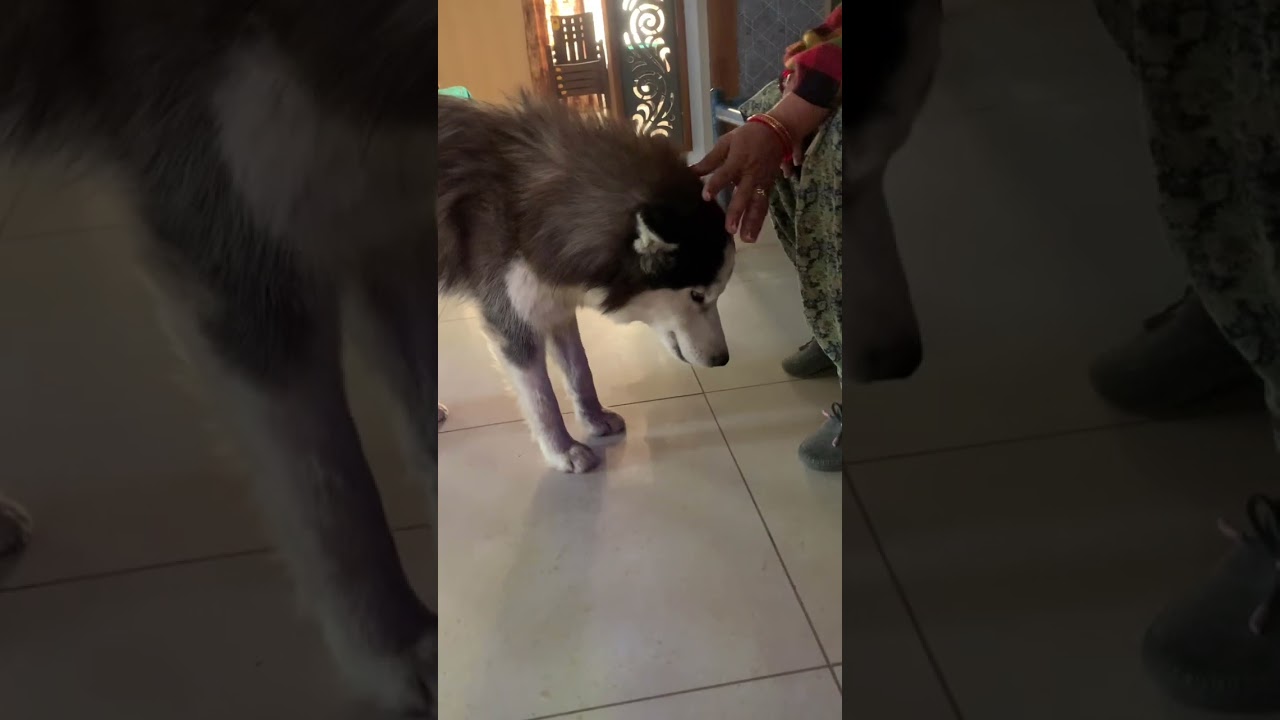 My husky dog life journey😔😭😭😭