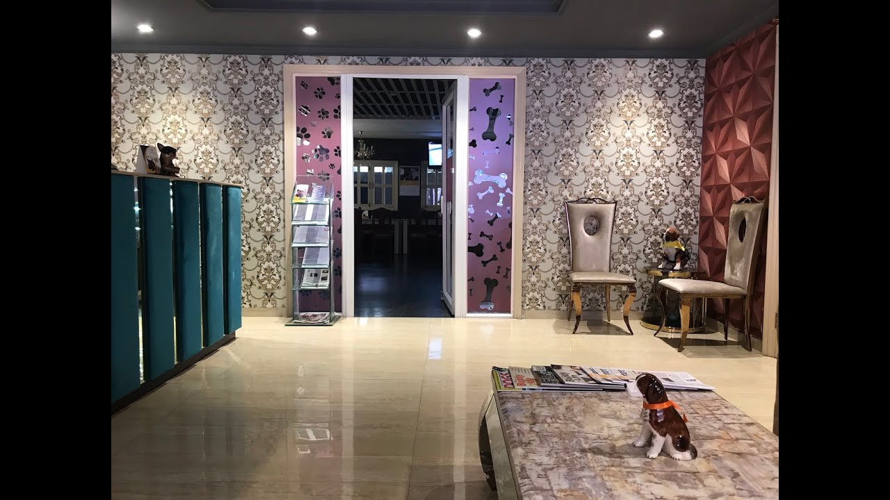 LUXURY PET HOTEL CRITTERATI | A 5- star hotel for pets in Asia | GURUGRAM | Redefines pet culture.