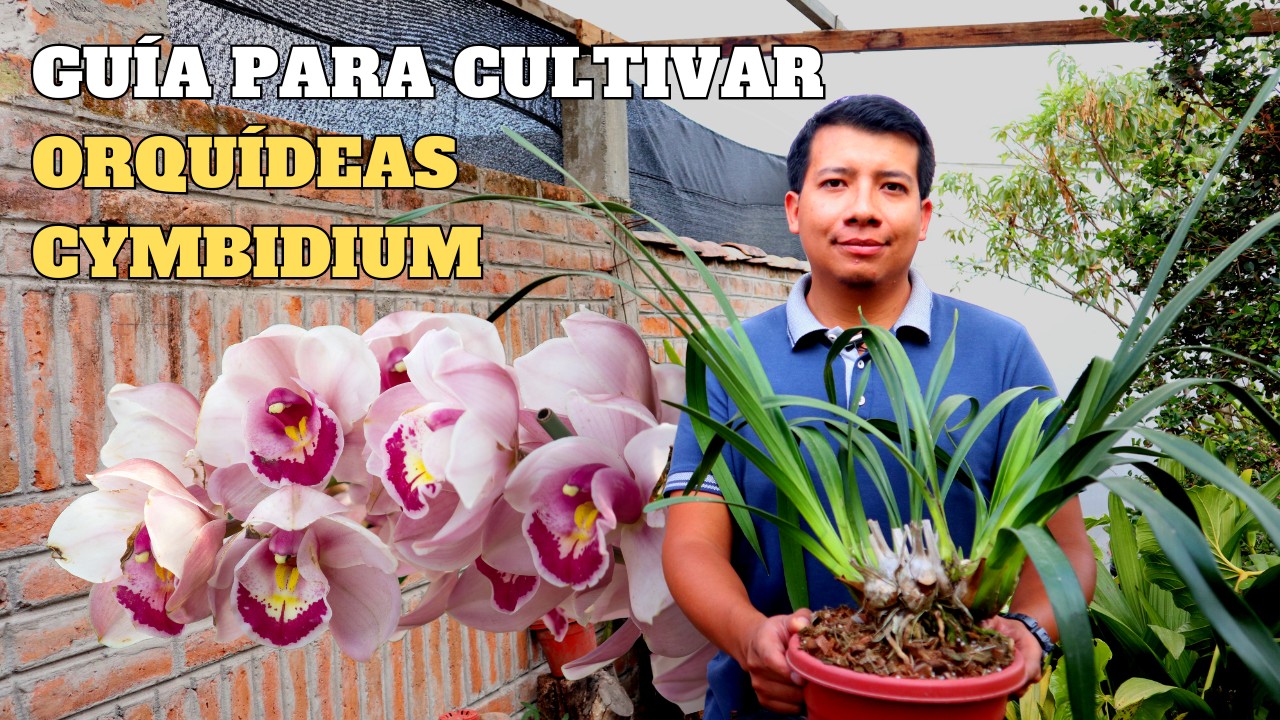 Gu&iacute;a Completa para el Cultivo de Orqu&iacute;deas Cymbidium: &iexcl;HAZ QUE FLOREZCAN!