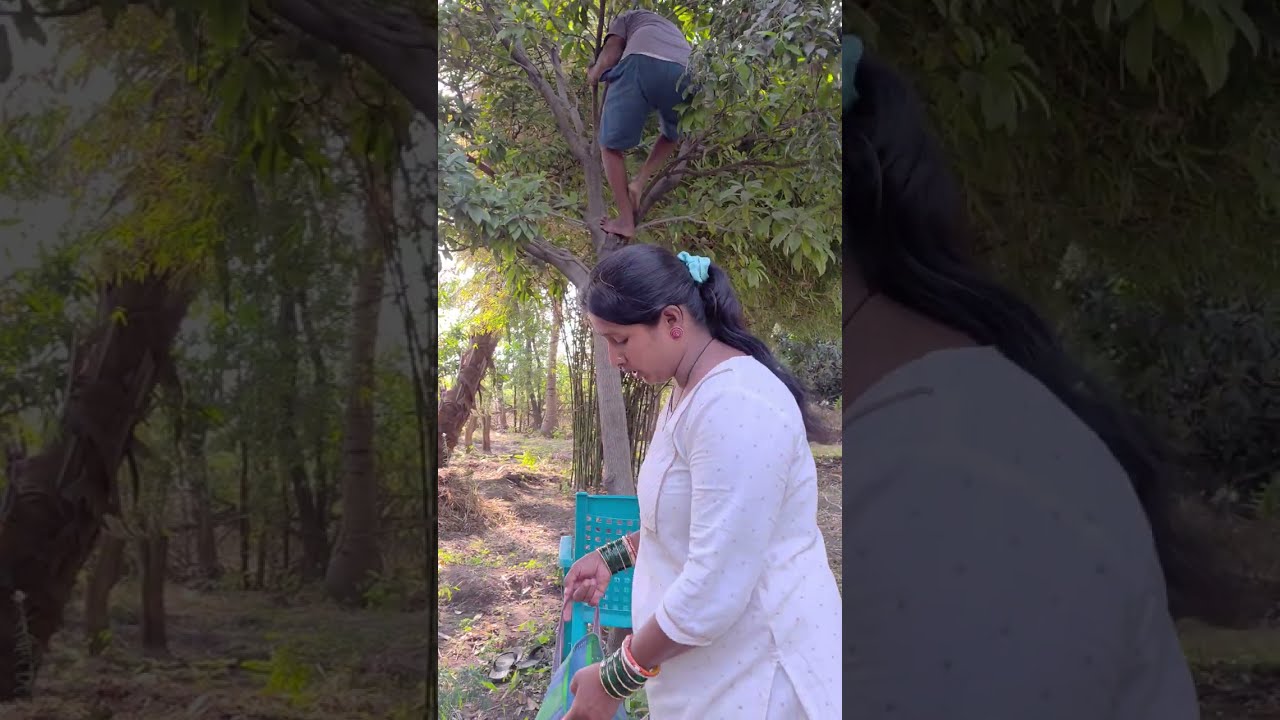 आपल्या छोट्याशा झाडावरती किती छान फळं लागले ते पहा😱😋#fruitcutting #like #subscribe #deepalidhaware 🙏