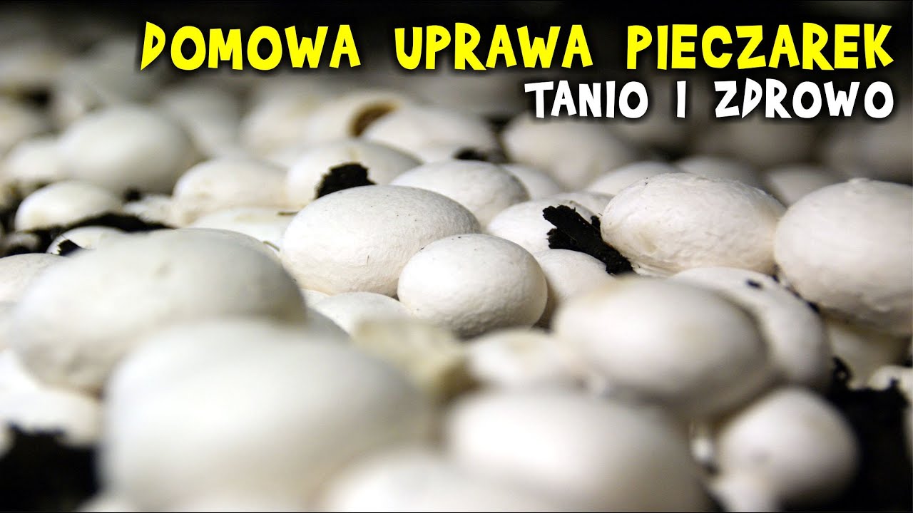 NIE KUPUJ pieczarek - uprawiaj je w domu!