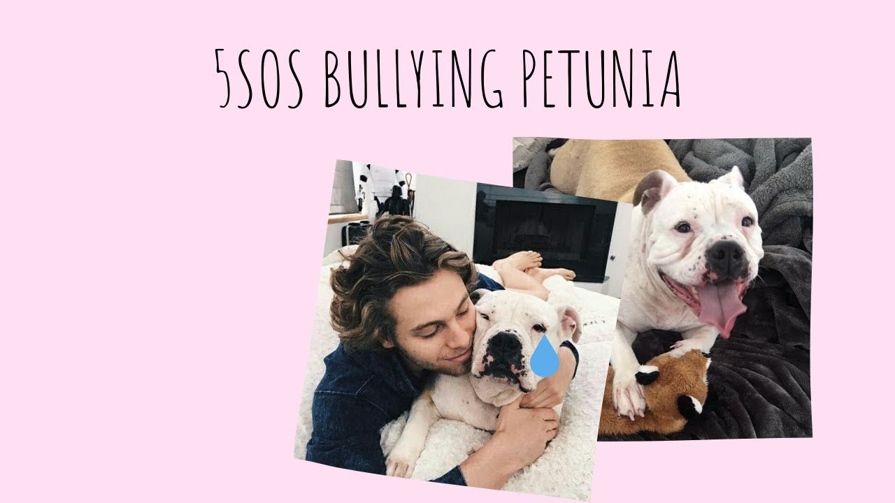 5SOS bullying Petunia