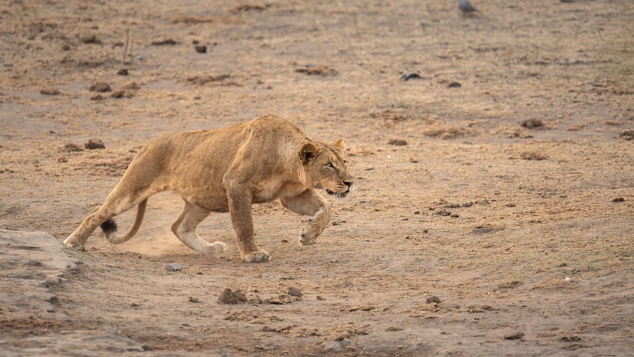 Kruger National Park for 9 days from Berg-en-Dal - August-September 2025 - Part1. Leopard to the end