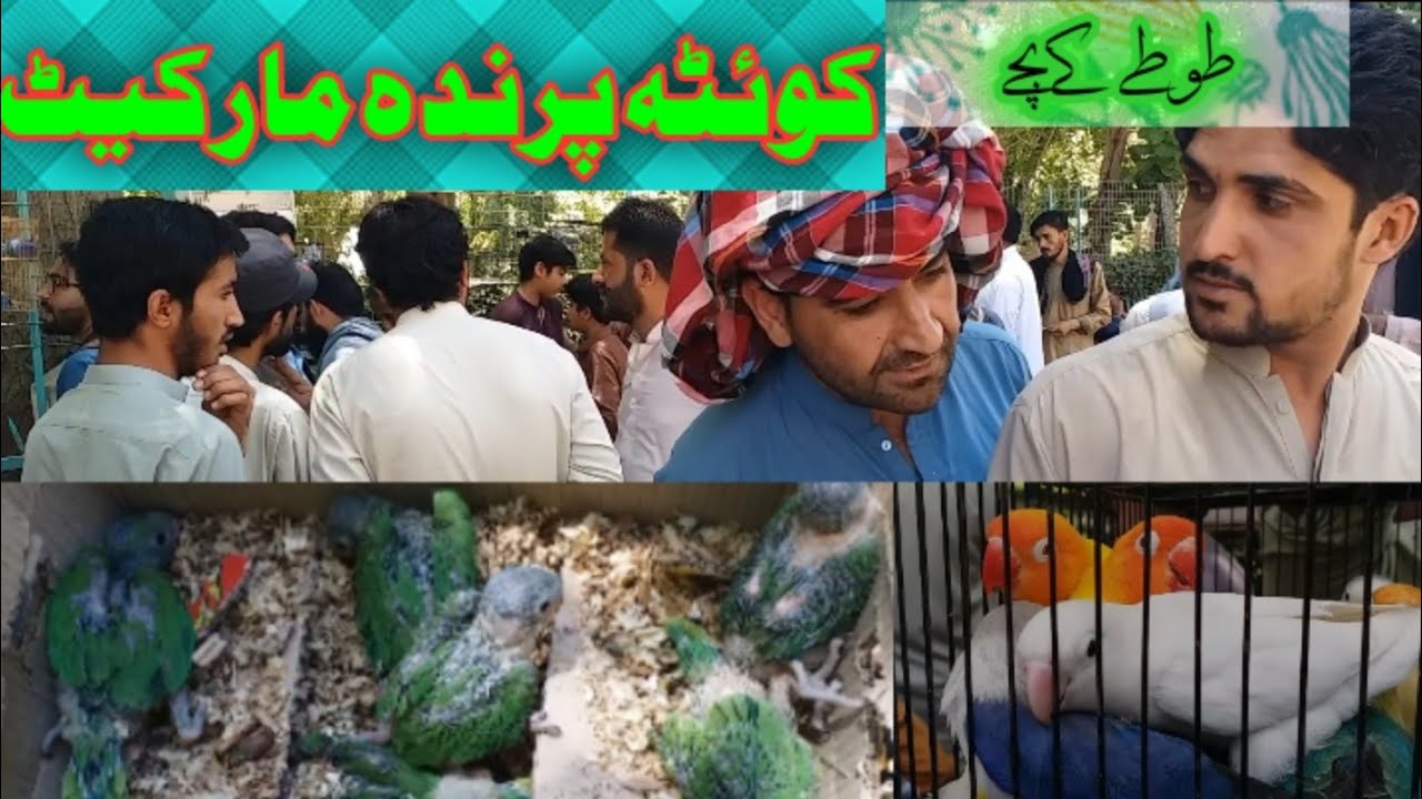 Quetta Sunday birds market New update 2.6.2024 Urdu/hindi