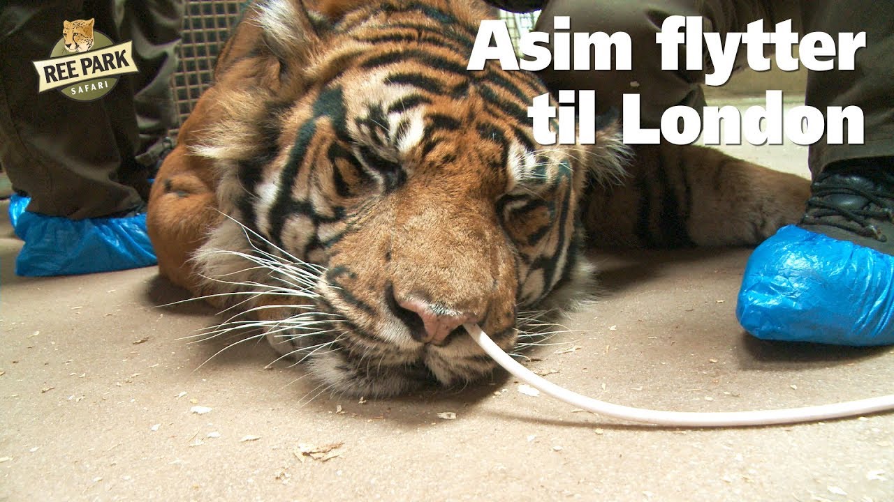 Asim flytter til London