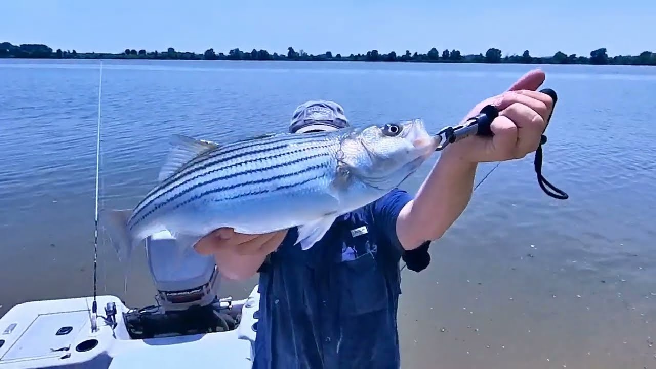 STRIPED BASS FISHING! Lower Illinois River Eastern Oklahoma & I40 bridge Arkansas River Ep1