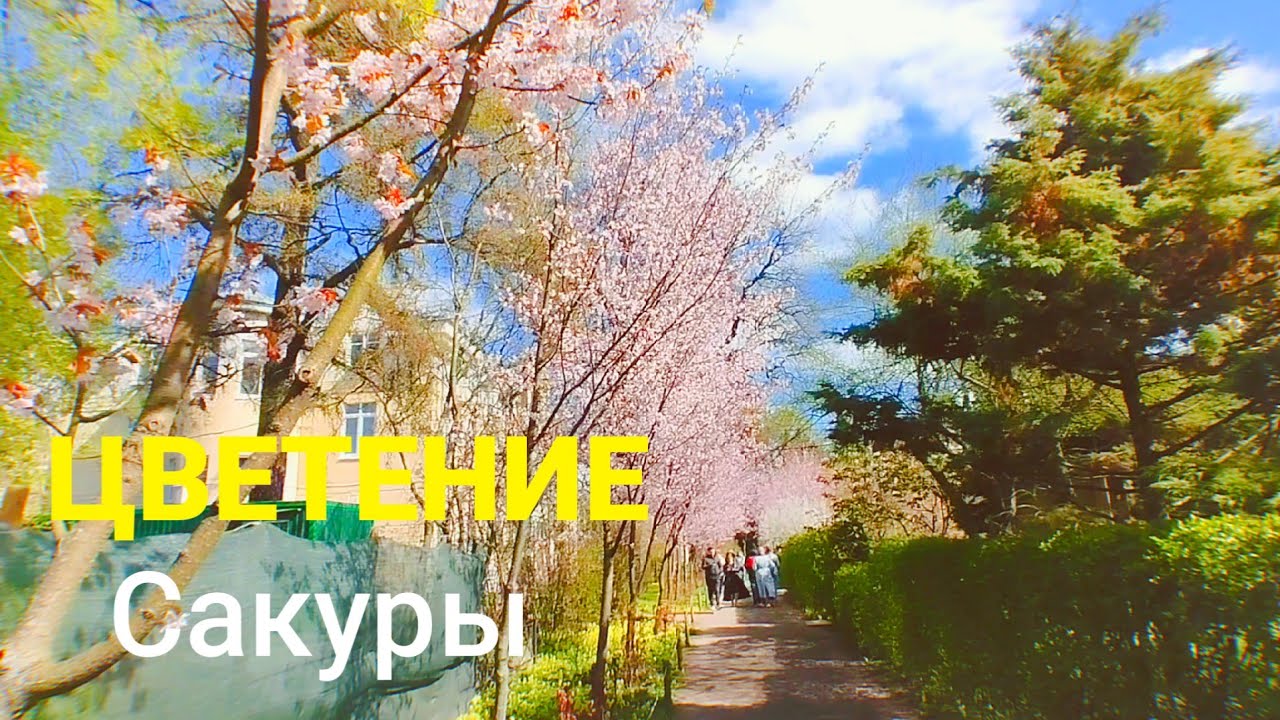 Ботанический сад Петра Великого. Цветение сакуры
