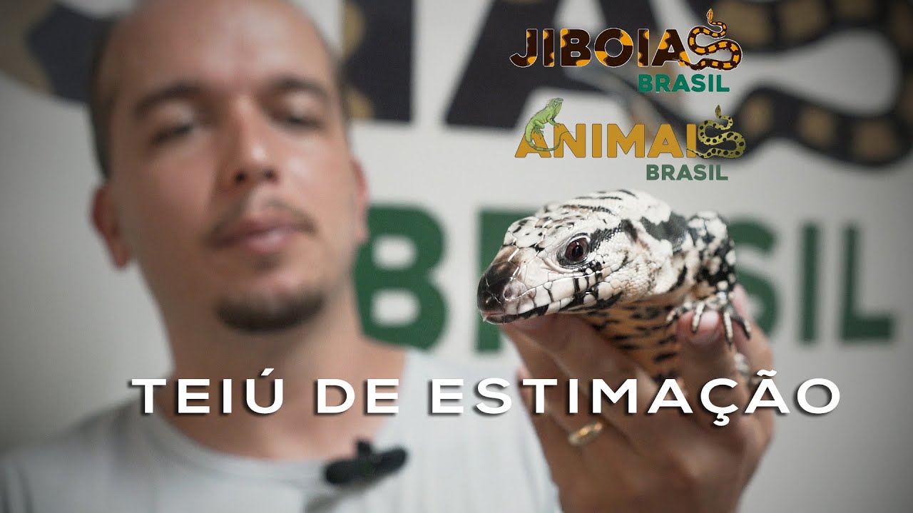 TEIÚ DE ESTIMAÇÃO É BRAVO?