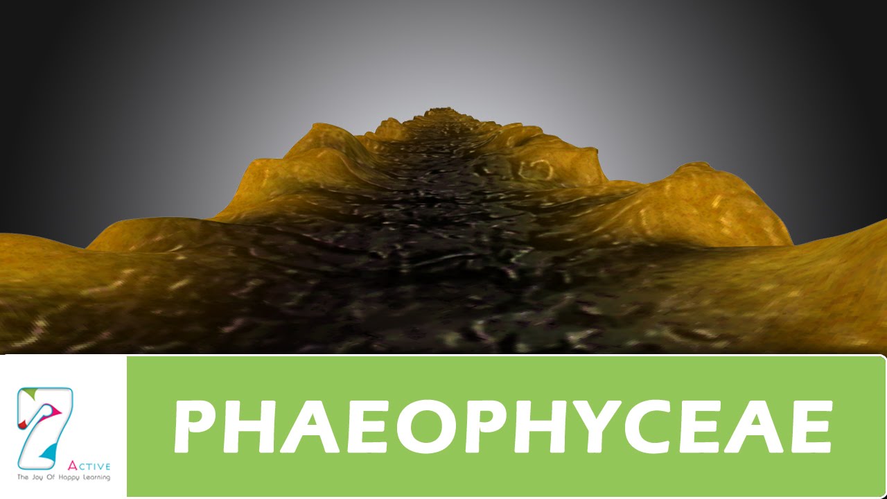 PHAEOPHYCEAE