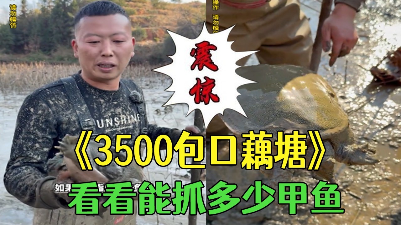 花 3500 塊包下口藕塘，看看能抓到多少甲魚#小飛哥  #戶外  #農村生活  #新農人計劃2026  #鄉村守護人