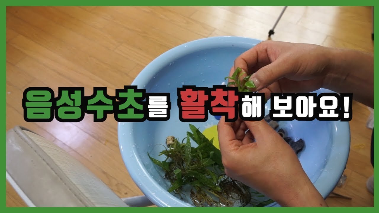 음성수초 저는 이렇게 활착해요[미크로소리움, 나나, 부세] attach low light plants
