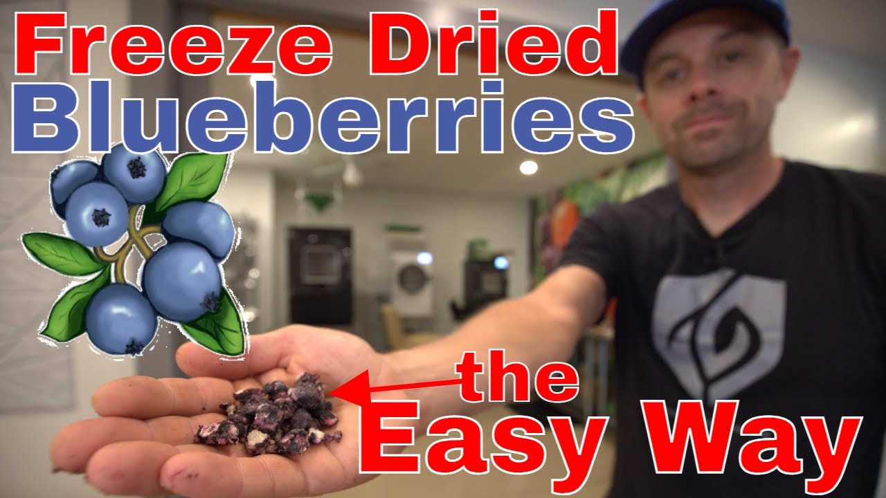 Сублимационная сушка черники — ПРОСТОЙ СПОСОБ! #freezedriedblueberries
