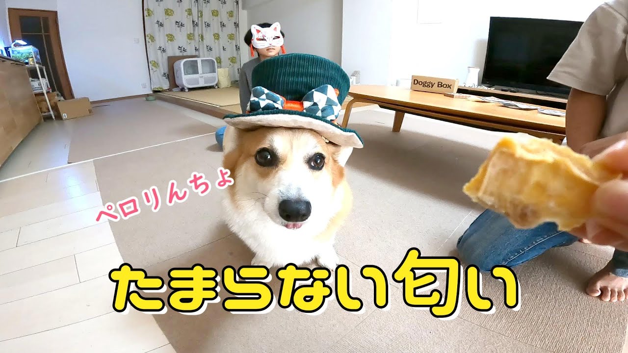 初めてのサメのにおいに我慢できなくて舌がでちゃう