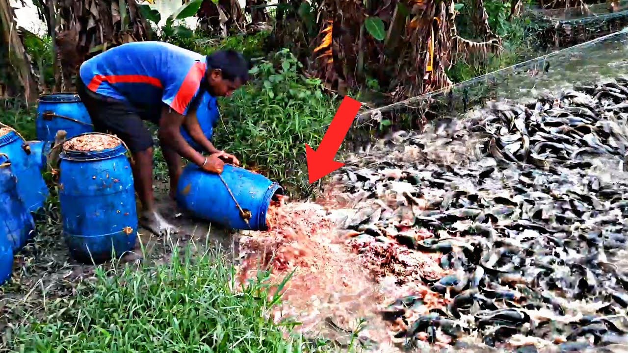 1000 Pounds Live Food For Hybrid Magur | Hybrid Magur Fish Farming Business in India