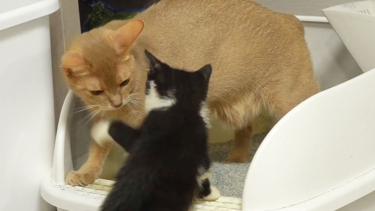 Kitten pranks on Cat, But ..ㅣ Dino cat