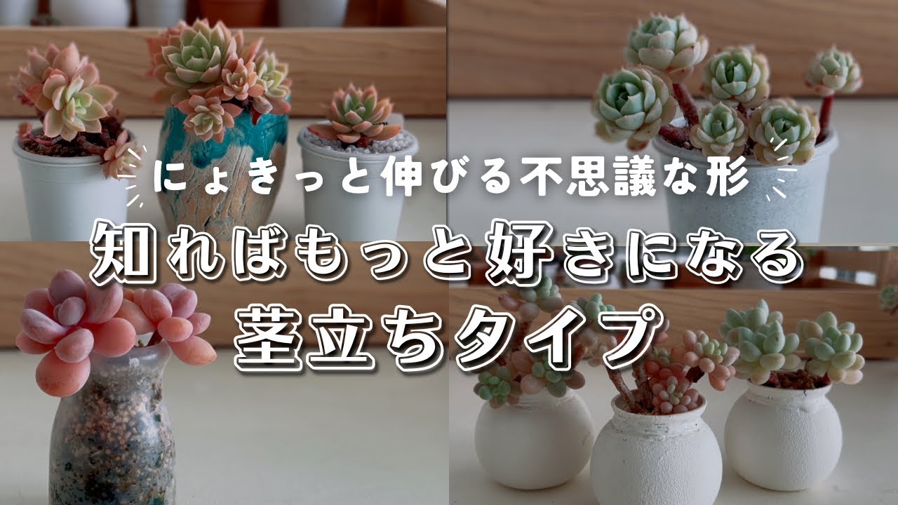 時間が作り出すアートおすすめの茎立ちタイプ | 多肉植物 | エケベリア | ガーデニング