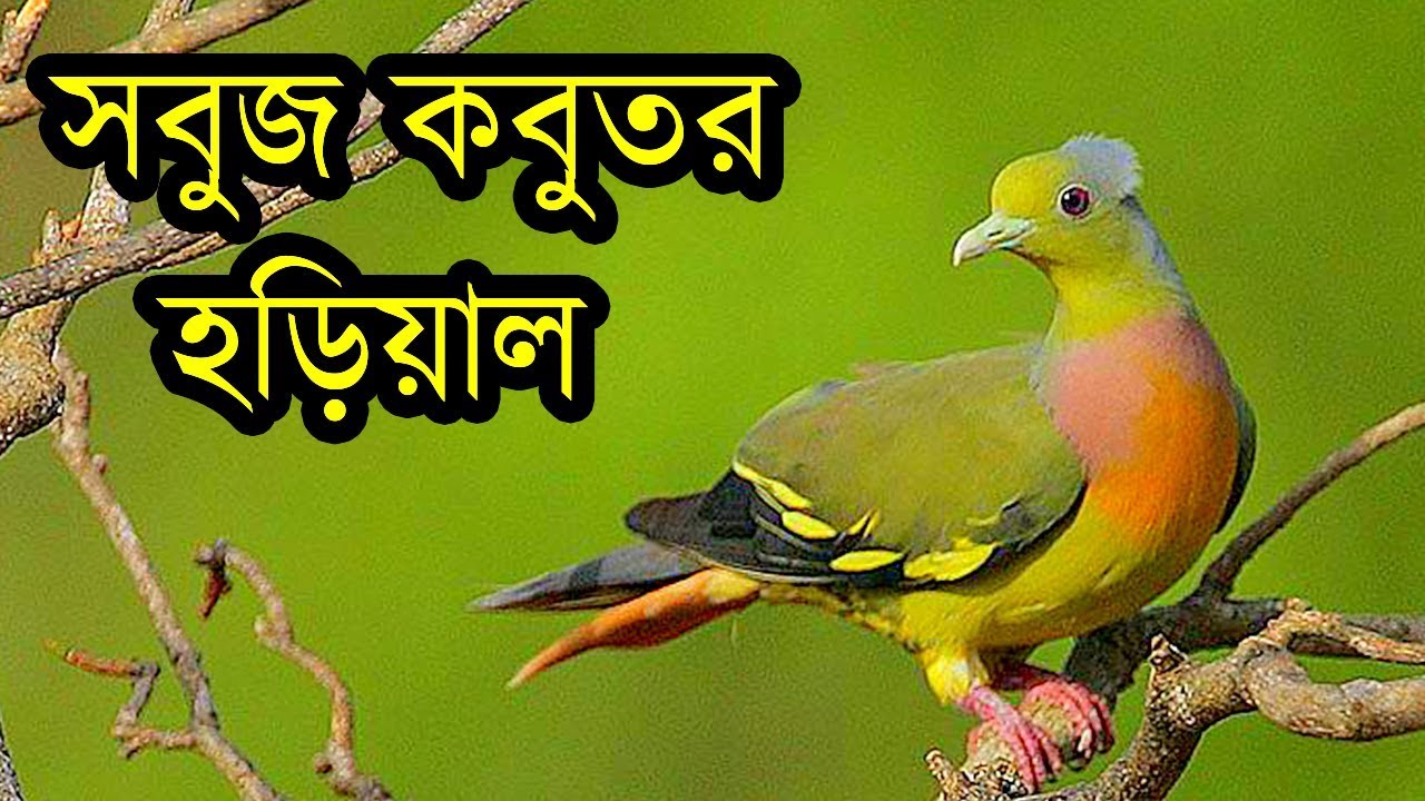 দুর্লভ সবুজ কবুতরের প্রজাতি কমলা বুক হরিয়াল | Rarest Asian Bird Orange-breasted Green Pigeon
