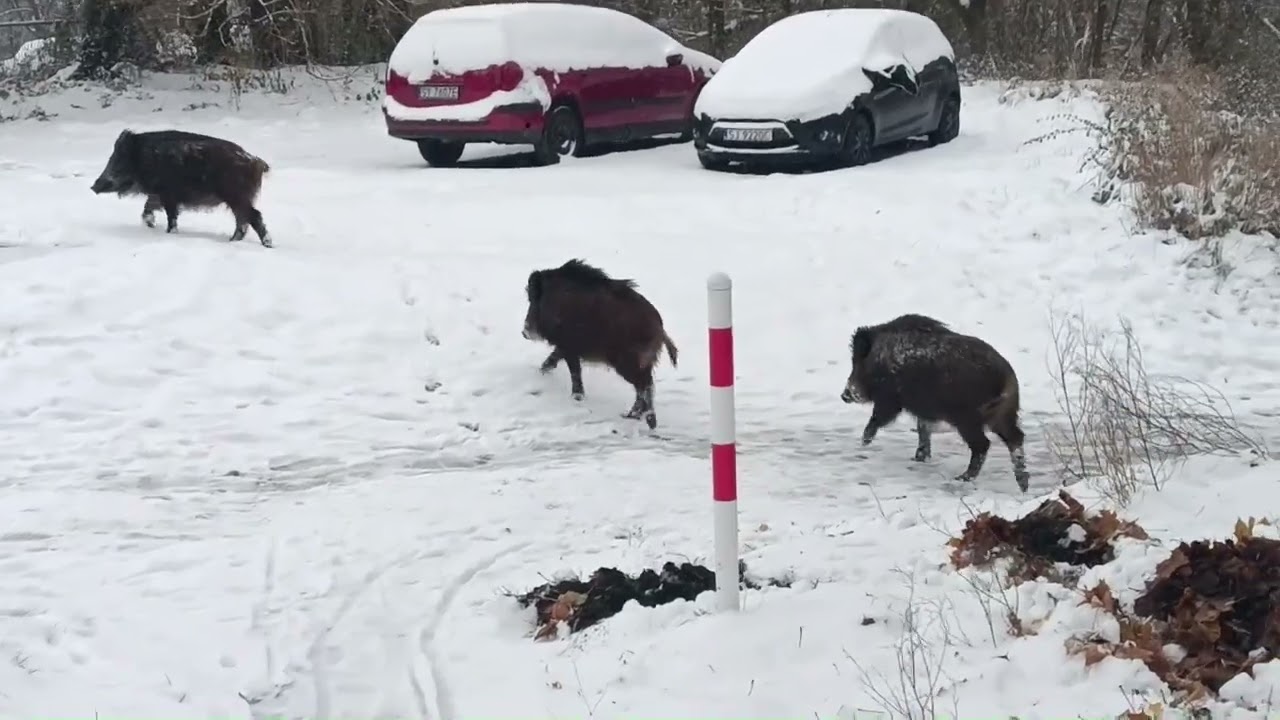 Stado dzików zimą. W mieście.