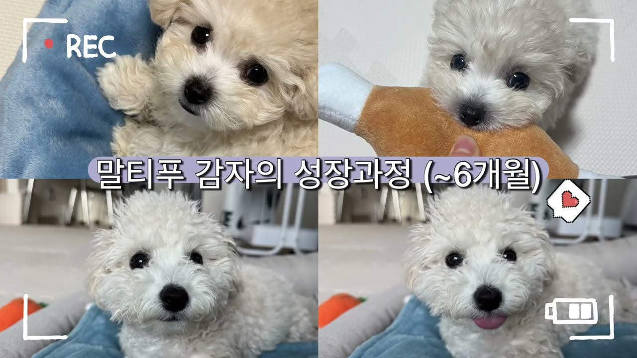 말티푸 감자의 성장과정 (~6개월)