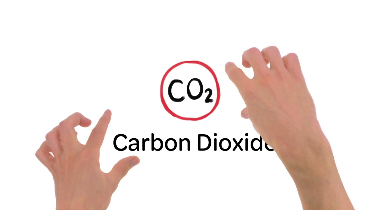 Wetlands: A Powerful Carbon Sink