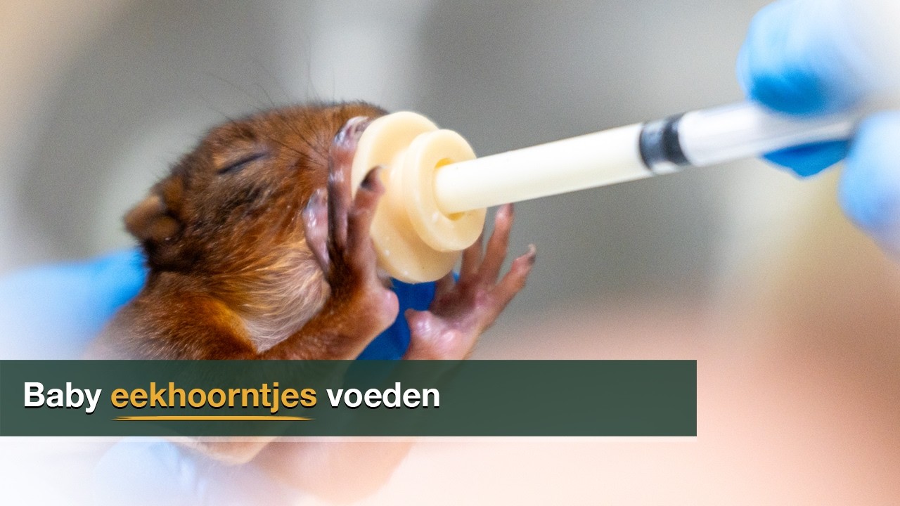 Jonge eekhoorntjes met de hand voeden | Achter de schermen bij het Natuurhulpcentrum