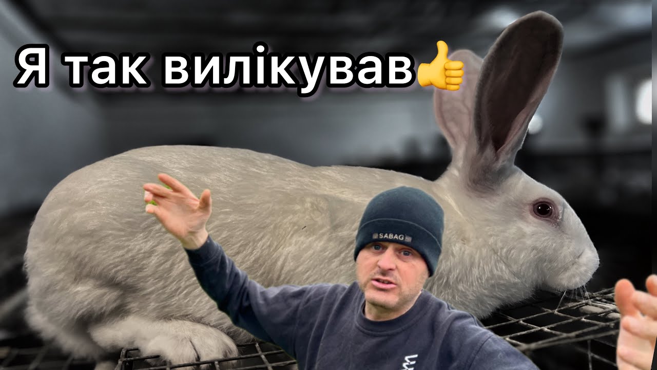 Я зупинив діарею у кроликів. Але…