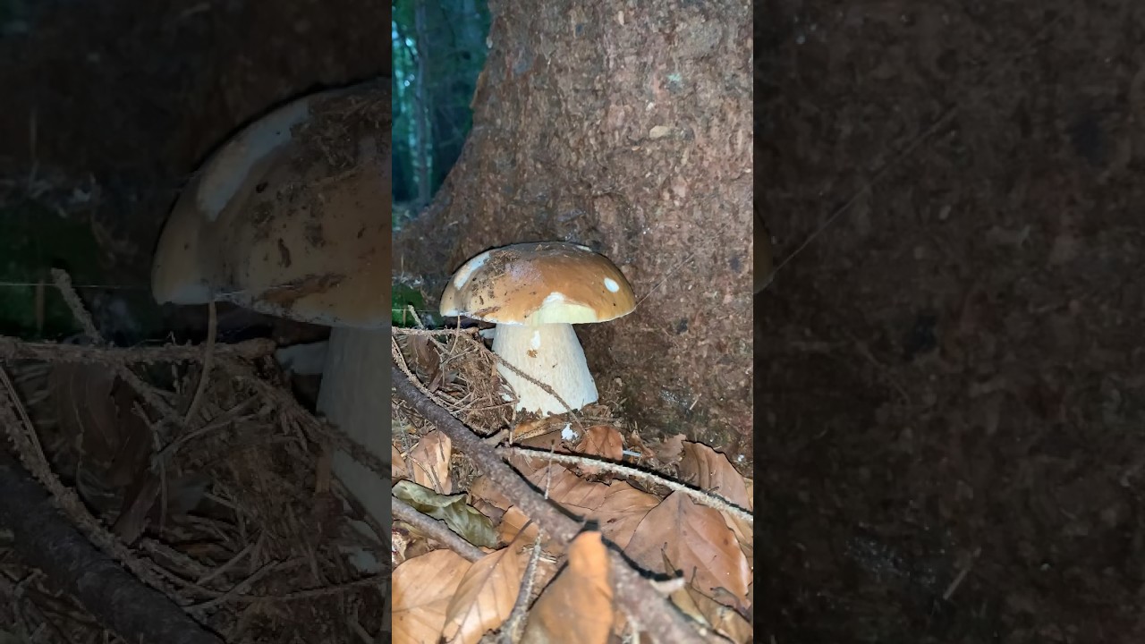 A BEAUTIFUL ROUND WHITE MUSHROOM AMONG THE CARPATHIAN FORESTS