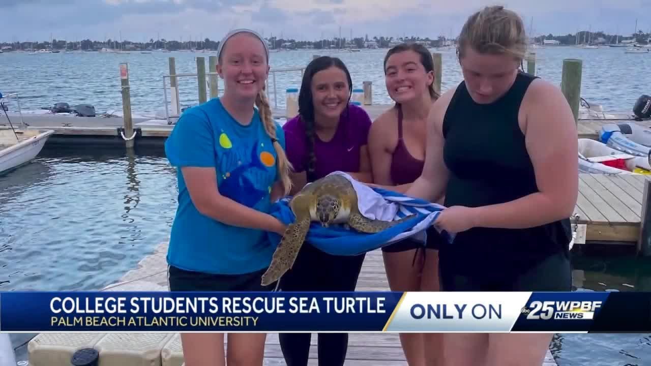 College students rescue sea turtle