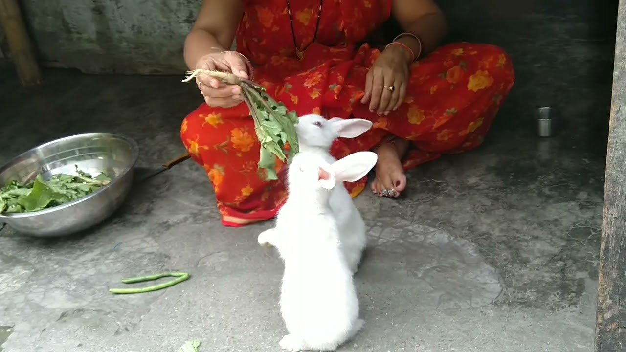 kya jabardasti hai mere sath 🥰❤️ #cute rabbit #my rabit chinky #viral #comedy #bunny